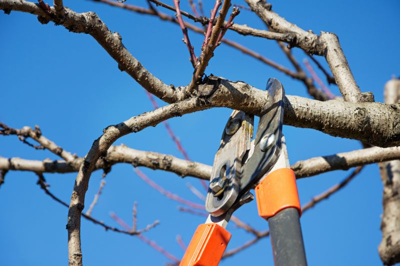 Pruning During Off-Peak Seasons
