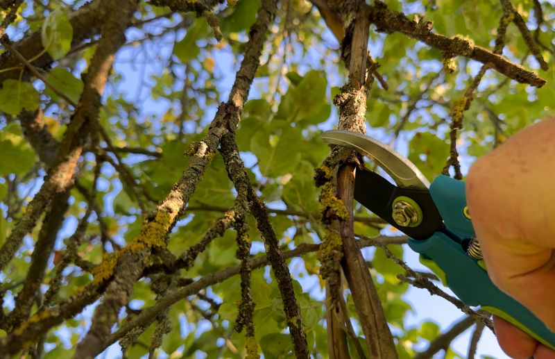 Fruit Tree Pruning Costs — Cost of Fruit Tree Pruning