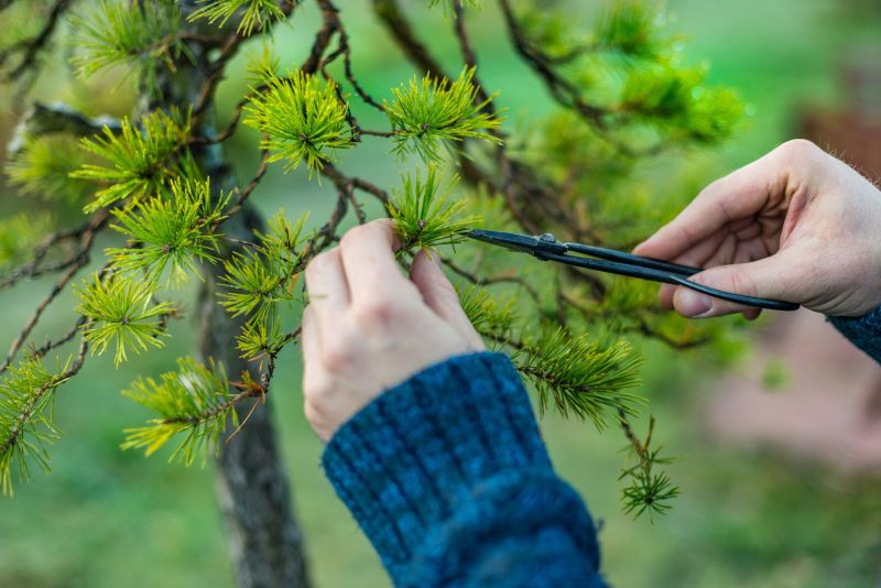 Fruit Tree Pruning Costs — Cost of Fruit Tree Pruning