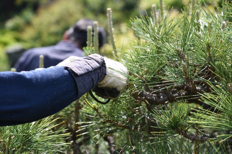 Fruit Tree Pruning Costs — Cost of Fruit Tree Pruning