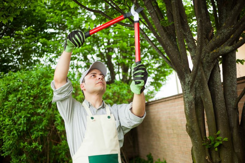Fruit Tree Pruning Costs — Cost of Fruit Tree Pruning