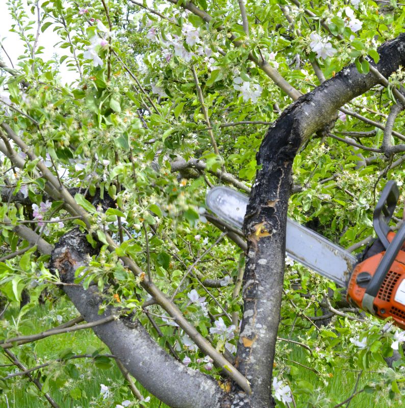 Fruit Tree Pruning Costs — Cost of Fruit Tree Pruning
