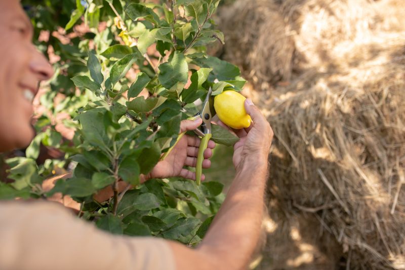Fruit Tree Pruning