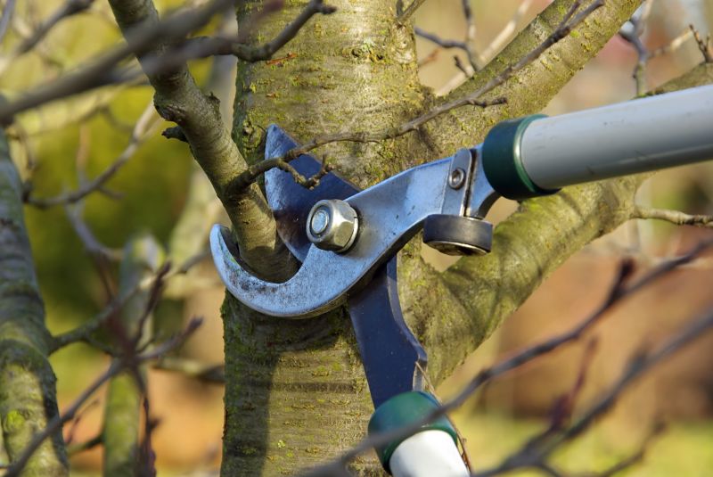 Products For Fruit Tree Prunings in use