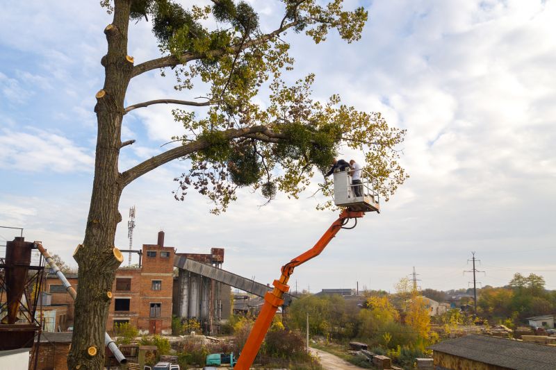 Tree Shaping Service