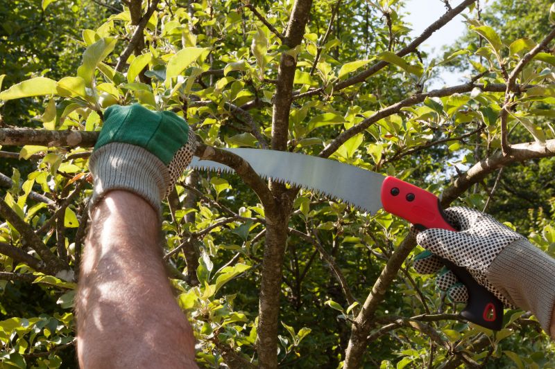Removing Dead or Diseased Limbs