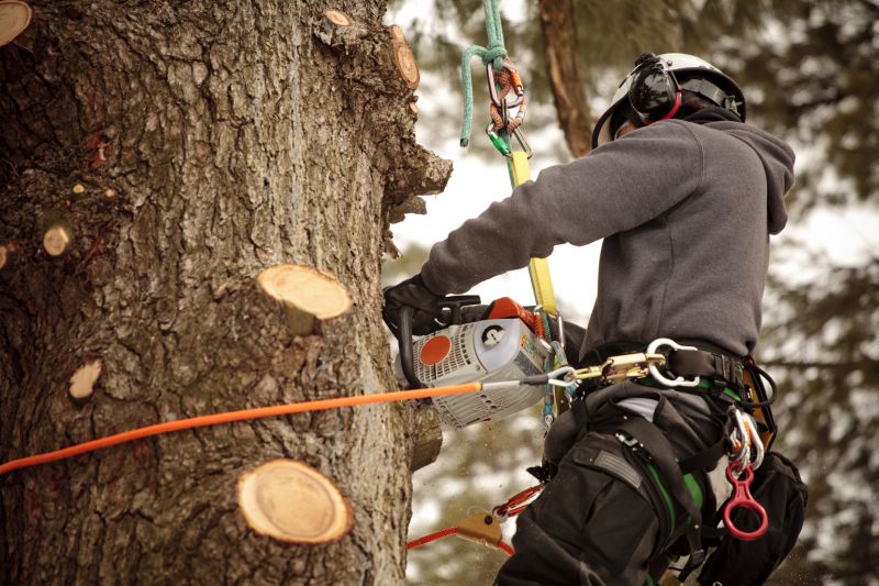 Professional Tree Trimming in Action