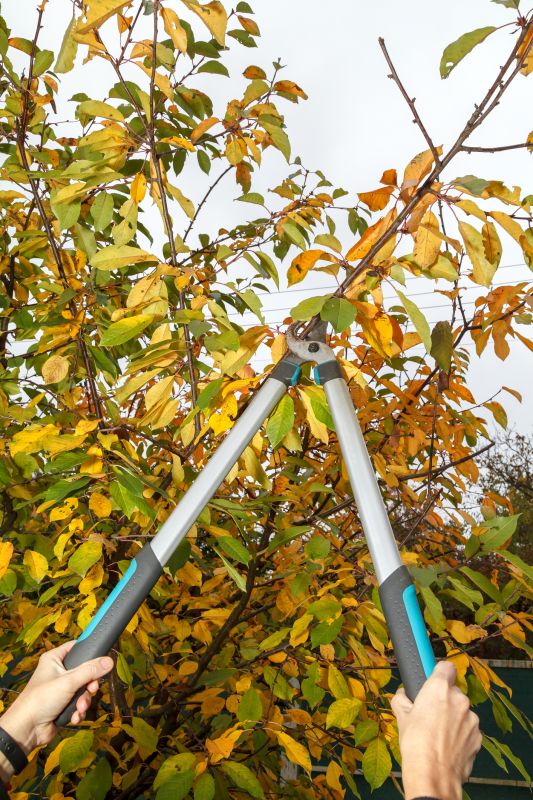 Professional Pruning Tools