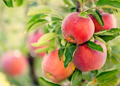 Apple Tree Pruning!