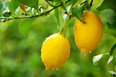 Lemon Tree Pruning!
