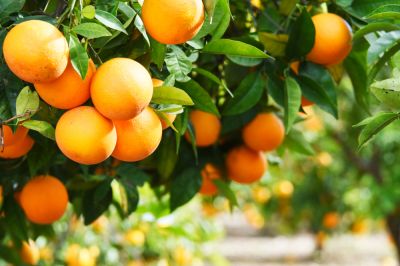 Orange Tree Pruning!