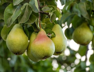 Pear Tree Pruning!